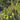 Chelsea Flower Show 2025
