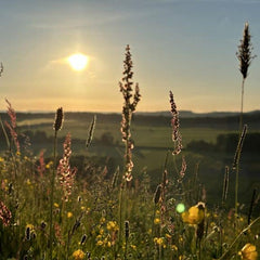 A sunset walk in photos