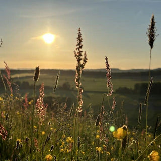 A sunset walk in photos