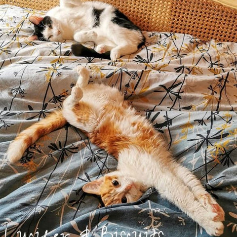 Pets & Prints Competition