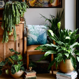 My houseplant obsession – with Emily Lawlor