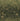 Meadow Grass Wallpaper Sample - Olive (146995)