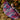 Ash leaf cashmere ring scarf - Raspberry