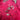 Silk Brooch - Large - Neon Pink