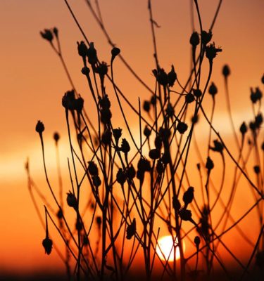 SUNSETS AND SEEDHEADS 1
