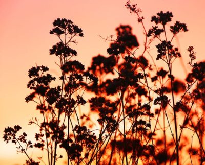SUNSETS AND SEEDHEADS 2