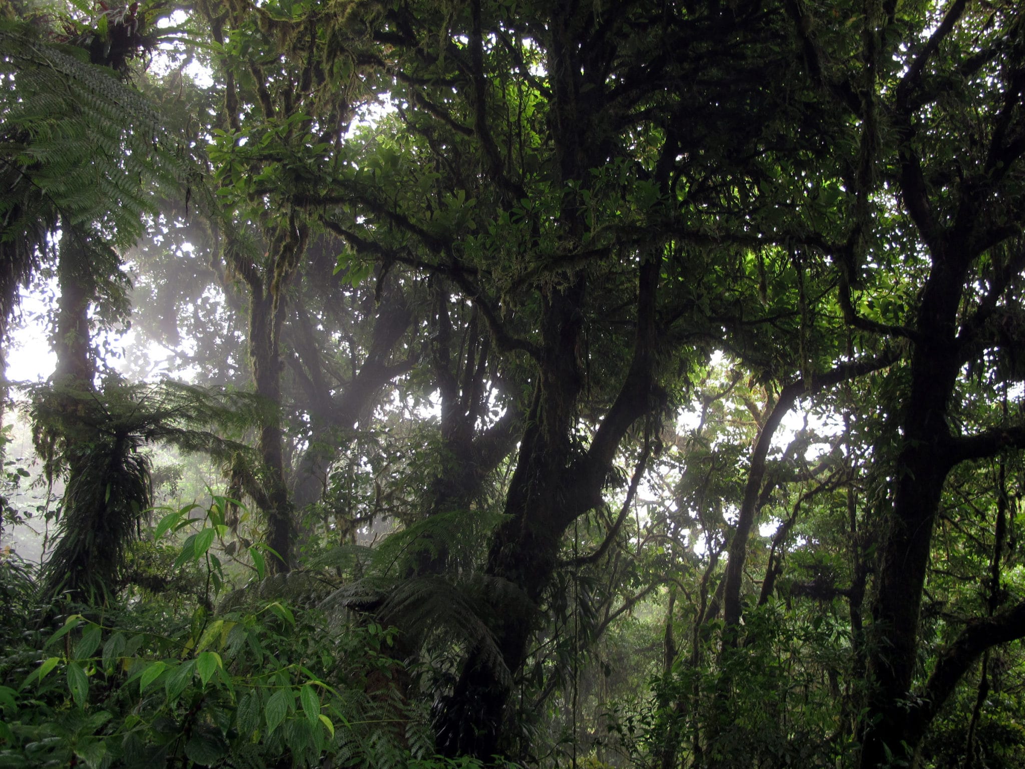 Monteverde_bosque